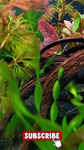 Relaxing Fish Tank Video 🌊 | Calming Water Sounds for Sleep