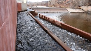 Watson Lake Fish Ladder Proving Successful - Colorado Outdoors Online