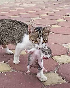 246K views · 12K reactions | A crying mother cat brought her dying kittens around begging for help, A lady to the rescue! | Cat House | Facebook