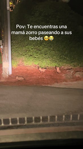 Mamá zorro paseando a sus cachorros por la noche