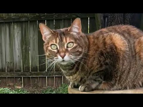 Maggie, 1/4 speed Mockingbird sounds so wild!