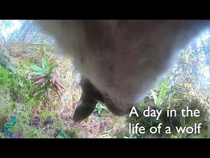 A day in the life of a wolf