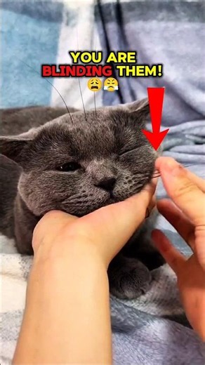What Happens If You Cut a Cat's Whiskers? 😿 #cat #animals #shorts #catvideos