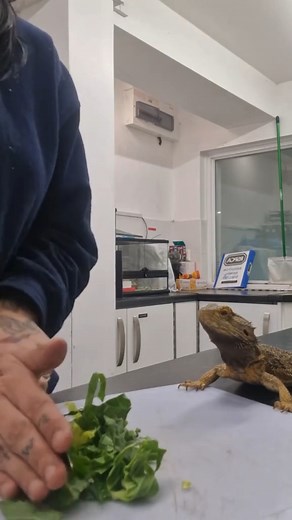 Turn your volume up to immerse yourself in the sounds of RSPCA reptile rescue 🔊 Exotic pets have the same needs as they would in the wild, so taking care of them is no mean feat. They need a carefully controlled environment, specialist food, and plenty of space to mimic their natural environment. Thankfully our passionate care assistants know a thing or two about exotic animal husbandry, and go above and beyond to ensure their complex needs are met during their time in rescue. Thinking of adopt