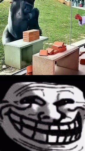 moment before cooked 💀💀#edit#meme #viral #short