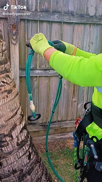 Tree Climbing Safety Techniques for Maintenance