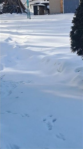 barefoot snow challenge #asmr #snow #freezing #cold#viral