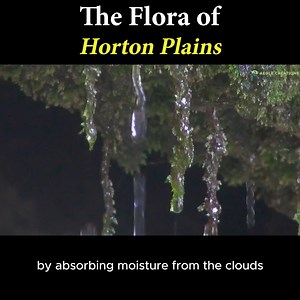 537K views · 9.1K reactions | The vegetation of Horton Plains is characterized by its unique montane grasslands and subtropical forests, featuring a mix of dense, low-growing shrubs and diverse, high-altitude plant species adapted to the cool, misty climate. #srilanka #nature #wildlife #travel #srilankawildlife #wildsrilanka #srilankatourism #visitsrilanka #hortonplains #hortonplainsnationalpark #srilankadaily #srilankatoday #lka | Aegle Creations | Facebook