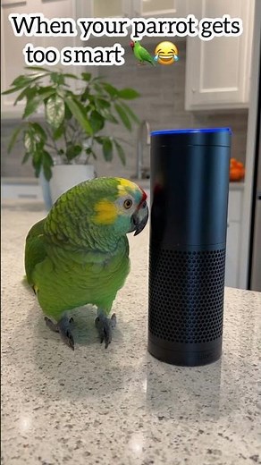 Parrot Uses Alexa To Order Snacks! 🦜📱🍪