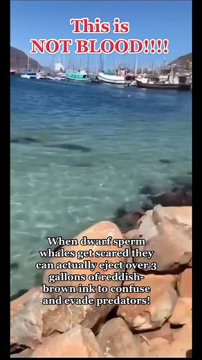 Dwarf Sperm Whales Ink Defense Mechanism Explained