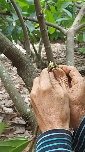 Simple Techniques for Getting Cocoa Seeds