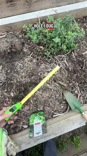 Planting my Paris Garden