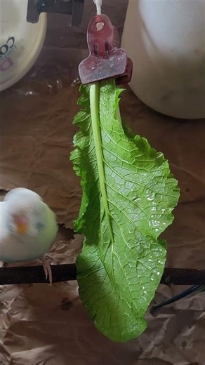 OMG! Look! Happy Parakeets Chirp to Help Sad Bird Sing #birds #budgies #parakeet #budgie #shorts