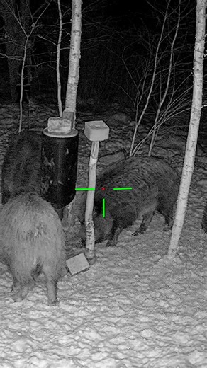 Close Range Wild Hog Encounter #hunting