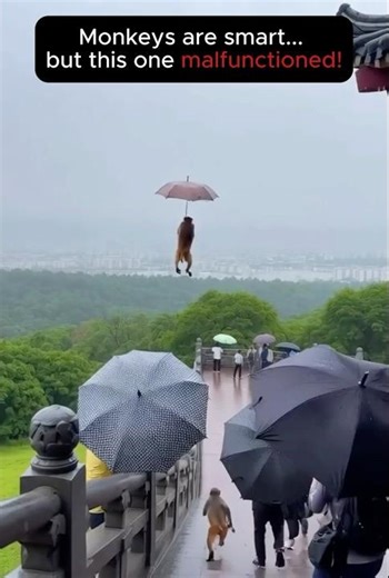 Monkey Fly or Monkey Fail? 😂🐒#MonkeySteals #AnimalFail #ViralShorts #FunnyVideo