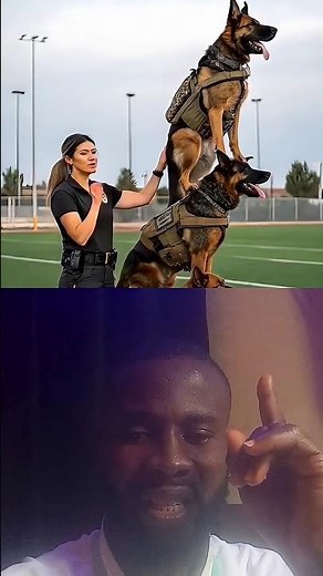 Skilled German Shepherd K9 Dogs in Action - Elite Training Like You've Never Seen!