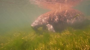 Undersea Wildlife Manatee Super Slow Motion Stock Footage Video (100% Royalty-free) 3706632545 | Shutterstock
