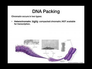 From DNA to Chromosomes