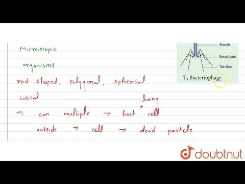 What are viruses? Draw a labelled diagram of a virus. | CLASS 8 | MICROORGANISMS : FRIEND AND F...