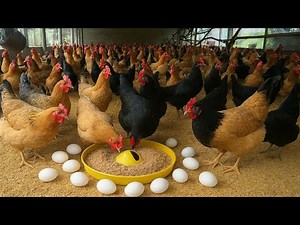 How to Set Up a Natural Organic Layer Chicken Farming Process ?