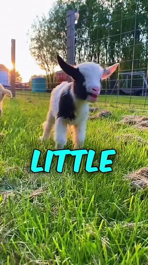 Meet The Mini Fainting Goat - Quirky and Adorable Family Pets