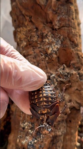 The exoskeleton: the external skeleton! #cockroach #insect #exoskeleton #nacfamily #rock_n_insectes