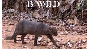 158K views · 6.4K reactions | Our best videos with its natural ambient sound. Pop up the volume! "Let's celebrate life" Brazil BWILD | BWILD | Facebook