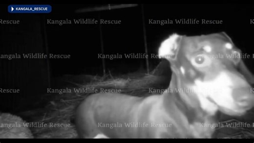 Miniature dachshund Valerie rescued after 529 days on Kangaroo Island.