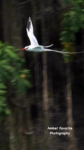 6.3K views · 273 reactions | Beautiful Red-billed Tropicbird in flight | Amber Favorite Photography | Facebook