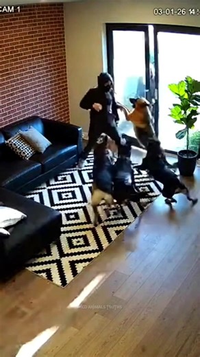 CCTV Shows Dogs Defending Home 😱 | Intruders Had No Chance #dog #animals #viral #shorts #wildlife