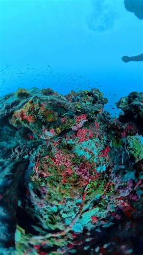 17K views · 161 reactions | Blue mind, activated.  #ScubaDiving #UnderwaterWorld #FunDive #OceanMagic | The life of a fisherman | Facebook