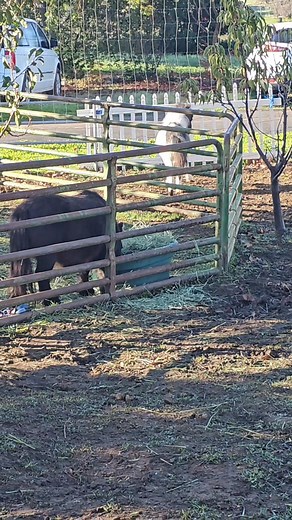 4.5K views · 197 reactions | Just look at that little prance. I just can't get enough of this little special angel we have been blessed to care for. Here@ Itty Bitty Mini Horse Rescue❤️ | Itty Bitty Mini Horse Rescue | Facebook