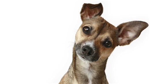 Dogs know when you're speaking a different language — and talking nonsense
