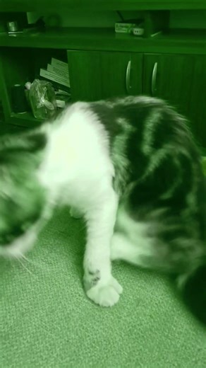 mi gato es un alien #gatos #enbuscadelosmejoresprecios #humor #yosoydelos7mil #michis