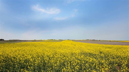 China tariff change already affecting canola sector