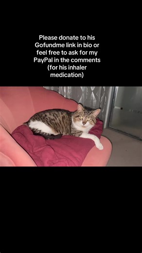He’s doing better since the vet gave some prednisolone but he still needs an inhaler and since I won’t be able to replace it so often I’ve decided to go for a spacer which is one time use but I’ll still need to pay for the medication to go inside it so feel free to donate anything helps, thank you so much to those who have donated and those who have been active in my comments 💛#catlovers#cats#catsoftiktok#cat