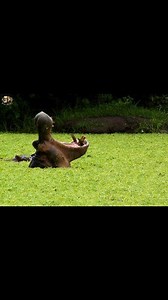 10M views · 255K reactions | Secret Ways of Hippos - [ हिन्दी डाक्यूमेंट्री ] Part 7 , #nature #animals #discovery #wildworlddocumentary Discover how hippos navigate the dry season on Zambia's Luangwa River. | Wild World | Facebook