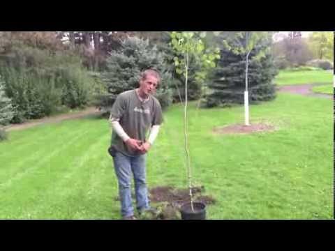 Cornell Plantations is Trees: How To Properly Plant a Tree