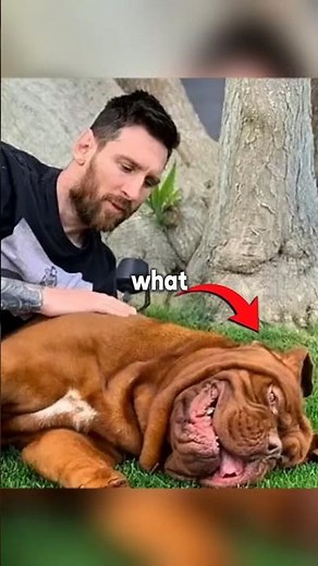 The Sad Truth About Messi's Dog 💔🐶 #messi #football #shorts