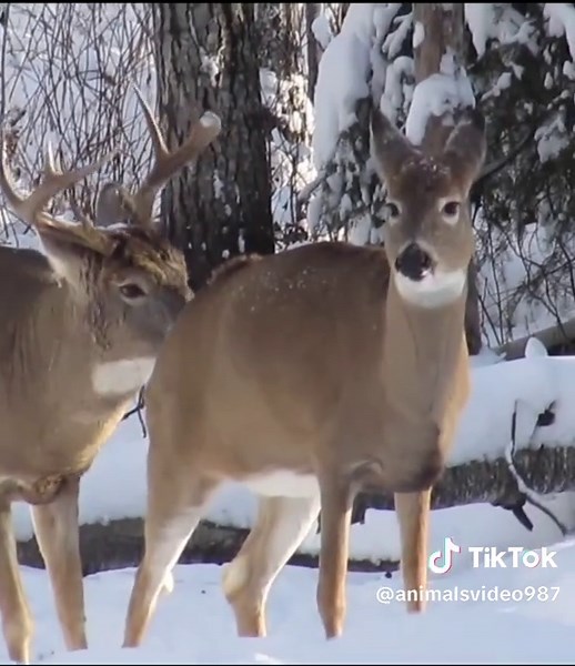 Wildlife ke Unique Moments: Nature ki Khubsurti
