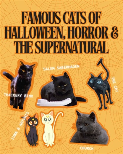 From sarcastic sidekicks to spooky icons, cats have always owned the Halloween spotlight. Meet the legends: 🖤 Thackery Binx (Hocus Pocus) — Eternal sass, 1600s charm, and the ultimate “don’t light the black flame candle” energy. 🧙‍♀️ Salem Saberhagen (Sabrina the Teenage Witch) — Former world-dominating warlock turned sarcastic housecat. The blueprint for all talking cats that followed. 👁️ The Cat (Coraline) — Multiverse traveler. Reality checker. Knows too much. Probably knows what your cat 
