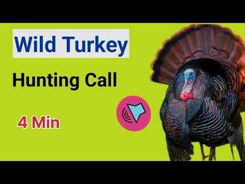 “Real Wild Turkey Call Sound USA 2026 I Best Turkey Call Sound for Hunting | Big Tom Comes In