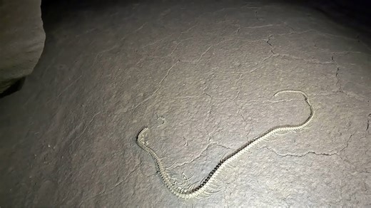 Ancient snake fossil found 3 miles deep inside a cave