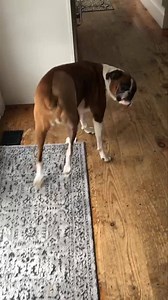 10K views · 278 reactions | New day. My wiggle still works. | Wrigley, Bauer, Kobe, and Sophie Boxer | Facebook