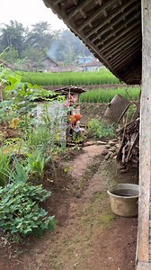 Suasana yang bikin teringat kampung halaman . | Hidup di Kampung