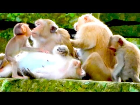 Mother Rose Welcomes Her First Baby Rex – A Sweet and Active Little Newborn