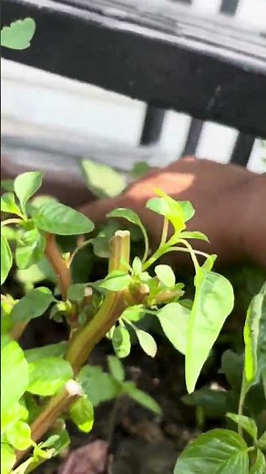 green amaranthus #forageharvest #gardening #satisfying #farming