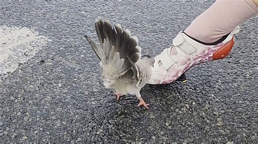 Liebeskummer vorprogrammiert: Taube umgarnt Schuh von Radfahrerin
