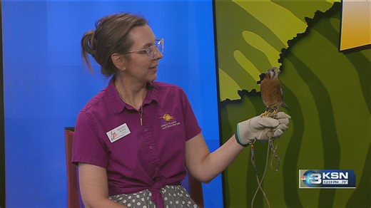Wild Side: American kestrels are found in Kansas