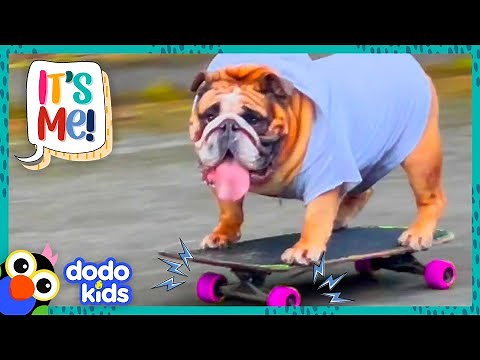 Dog Who Can Skateboard Wants To Tell You All About It | It's Me! | Dodo Kids